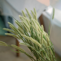 Natural green tail dogtail grass natural dried flowers ins Nordic style Japanese style small fresh home decoration flower art