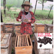 (Selected Propolis) General Bee Farm Deep Mountain Collection of Original Gum