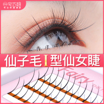 Fairies False Eyelash Fairy net red self graft Dairy planting false eyelash A type of sectional single strain single cluster