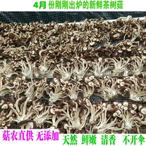 23 years New goods Fujian Jianning Short-handle special class farmhouse Unopened umbrella tea Mushroom Dry Goods pure natural scent and no sulphur