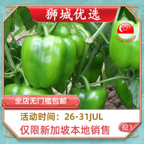 (Vegetable)Green bell pepper 1kg Singapore local delivery