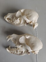 Dog skull model Pet medical animal teaching handicraft ornaments