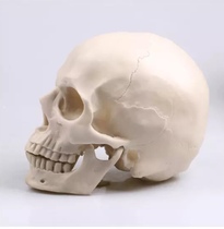 (Factory direct sales) Simulation 1:1 Skull Art Sketch Human Skull Art Test Drawing Material Teaching Reference Model