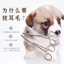 Boutique Pet Beauty Tool Plucking Pliers Cleaning Ear Canal Helpers Pooch Pooch Big-tail Hemostatic Forceps