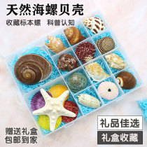 Conch shell starfish specimen viewing gift box kindergarten childrens gifts toys gifts learning science teaching materials