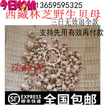 3 days invalid refund of the same goods Chengdu 260 one or two Tibetan wild Fritillaria Chuanbei 50 grams