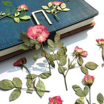 Rose Begonia flower flower flower flower specimen dried flower diy drop glue mobile phone case greeting card kindergarten Primary School handmade material
