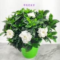 Gardenia potted plants with buds large home fragrance four seasons flowering indoor and outdoor balcony good flowers