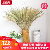 New dog tail grass dried flowers Natural air-dried real flowers Living room desktop decoration ornaments scene layout shooting props