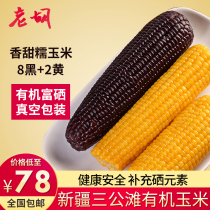 Xinjiang Sangongtan Organic glutinous corn 10 fresh corn cob bract rice food breakfast Black corn glutinous corn