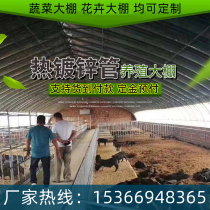 Large shed steel pipe skeleton full set of vegetable greenhouse Dapeng cattle and sheep shed construction pig steel frame breeding greenhouse bracket