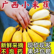 Guangxi small rice banana seasonal fresh fruit apple banana banana