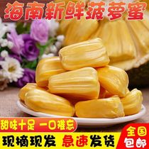 Hainan Sanya jackfruit fresh fruit when in season a whole yellow paramita non-red meat