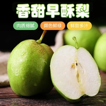 10kg of Shaanxi early crisp pears seasonal fresh fruit green skin pear found