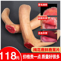 Jilin plum blossom fresh deer antler pruning authentic fresh cut blood slice whole root bubble wine first stubble second bar is not 500g