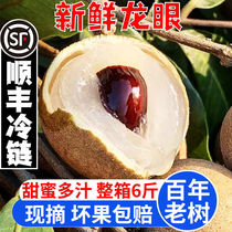 (Shunfeng cold chain) spot fresh old tree storage Liangliang Eye Guangdong Lingnan when Ji Gui Yuanshi Pregnant Women Fruits