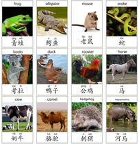 Animal word big card English Chinese character Pinyin flash card kindergarten early education baby Enlightenment English teacher teaching aids