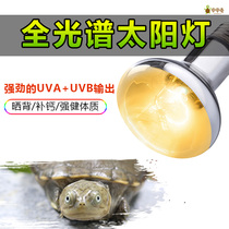 Tortoise crawling pet headlight uva uvb full spectrum sun lamp lizard water tortoise heating hibernation calcium lamp