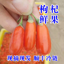 First stubble Ningxia fresh wolfberry fruit fresh Chinese wolfberry fruit fresh wolfberry fruit puree 500g