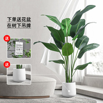 Simulation green plant fake plant indoor large potted plant bionic green plant living room decoration ornaments traveler banana simulation tree