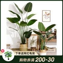 Bionic simulation green plant large potted ornaments Plant living room Nordic Traveler Banana scattered tail sunflower Fake tree net red decoration