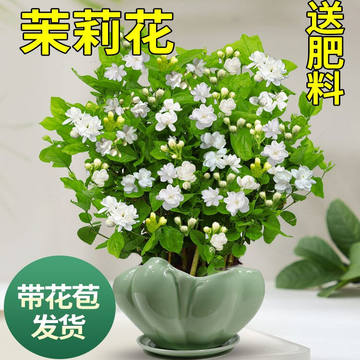 花卉大全四季花-花卉大全四季花促销价格、花卉大全四季花品牌- 淘宝