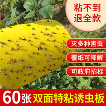 Yellow board Double-sided armyworm board trap board sticker to kill small flying insects Dip fruit fly trap Orchard fly greenhouse