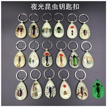 Insect Specimen Artificial Key Buckle Noctilucent Car Amber Pendant Personality Creative Ornament Cute Cartoon Pendant