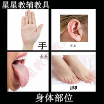 Body parts card Human facial features Recognition Card language developmental delay autism Autism aba training teaching aids