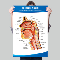 Anatomy of Human Anatomy Structure Schematic Internal Organ Anatomical Diagram Hospital Otorhinolaryngology Fallchart