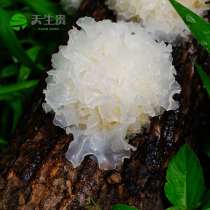 Born Guitong River Tremella Sichuan Bazhong specialty basswood white fungus 100g pregnant women sulfur-free third grade snow ear waxy ear