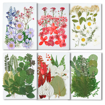 Pressed flower dried flower diy material package net red mobile phone case mixed flower petals leaves wax flakes glue decoration real flowers
