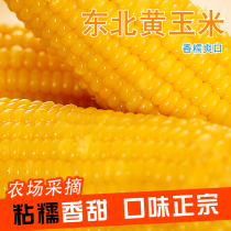 21 years of new corn Wuxin Zhenpin northeast of the yellow glutinous rice Rod vacuum loaded coarse grain fertilizer reduction 10 sets