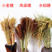 Real dried wheat ears dried flowers natural water rice ears sorghum ears wheat harvest festival idyllic decoration shooting props