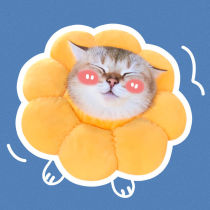 Elizabeth Circle Cat Neckline Anti Licking Hood Ilisha White Neck Neck Elizabeth Stigma Ring Neuter