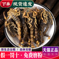 Chinese herbal medicine scorpion clear water scorpion dry 8 to 9 percent dry pincer scorpion whole worm dry goods centipede dry Leech dry Earth Dragon dry