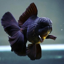 Black Tai Lion Yuan Tai Fold Dress Goldfish Freshwater Cold Water Water Water Water Water Pet Lion Lion Live Live