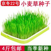 Sprout seeds juiced wheat seeds cat grass seeds water culture seedling plate planting maltose barley rye