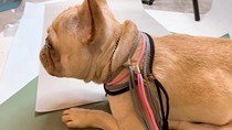 Purple Yarn New Traction Rope Clip Buckle Control P Chain Training Dog Side Shepherd Base Small And Medium Dog Training