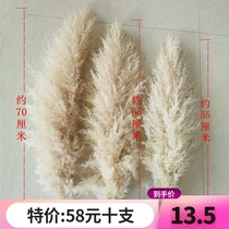  Net red big reed dried flower primary color Puwei oversized fluffy wedding photography imported pink living room floor decoration flower