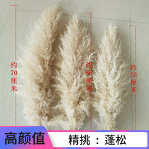 Net red big reed dried flower original color pampas grass super large fluffy wedding photography imported pink living room floor decoration flower