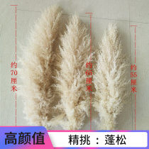 Net red big reed dried flower original color pampas grass super large fluffy wedding photography imported pink living room floor decoration flower