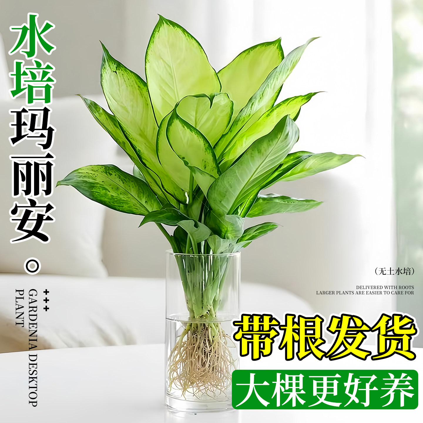 植物室内盆栽万年青-植物室内盆栽万年青促销价格、植物室内盆栽万年青