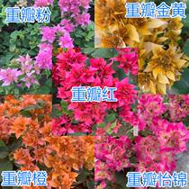 Triangle plum red double petal pink Yijin double petal yellow double Orange Orange original soil original basin hair