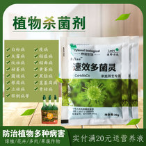 Multi-bacterial spirit fleshy fungicide Orchid wettable powder Fruit tree household sterilization powdery mildew universal rooting powder anther