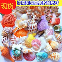 New natural conch shell diy starfish tank landscaping decoration crafts ornaments color shells
