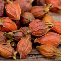 Gardenia Jiangxi Mountain Gardenia wild 250g Full