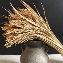 Natural dry rice ear of rice rice caught photography prop window decoration and view of the Pengdong Valley