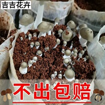 High-yield edible fungi of chicken fir species