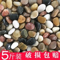 Small flower stones laid in a flower pot for home breathable decorative swings adorned with a pebble on a lot of meat